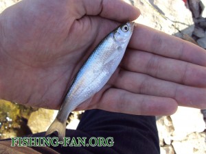 рыбалка осенью на Стыле Дзержинское водохранилище
