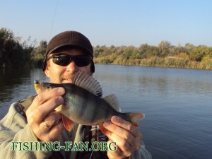 крупный окунь на спиннинг рыбалка осенью