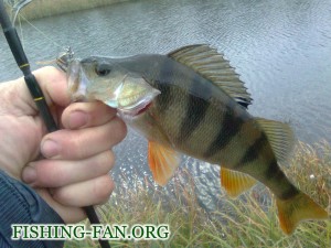 рыбалка осенью клев окуня на реке сухие ялы