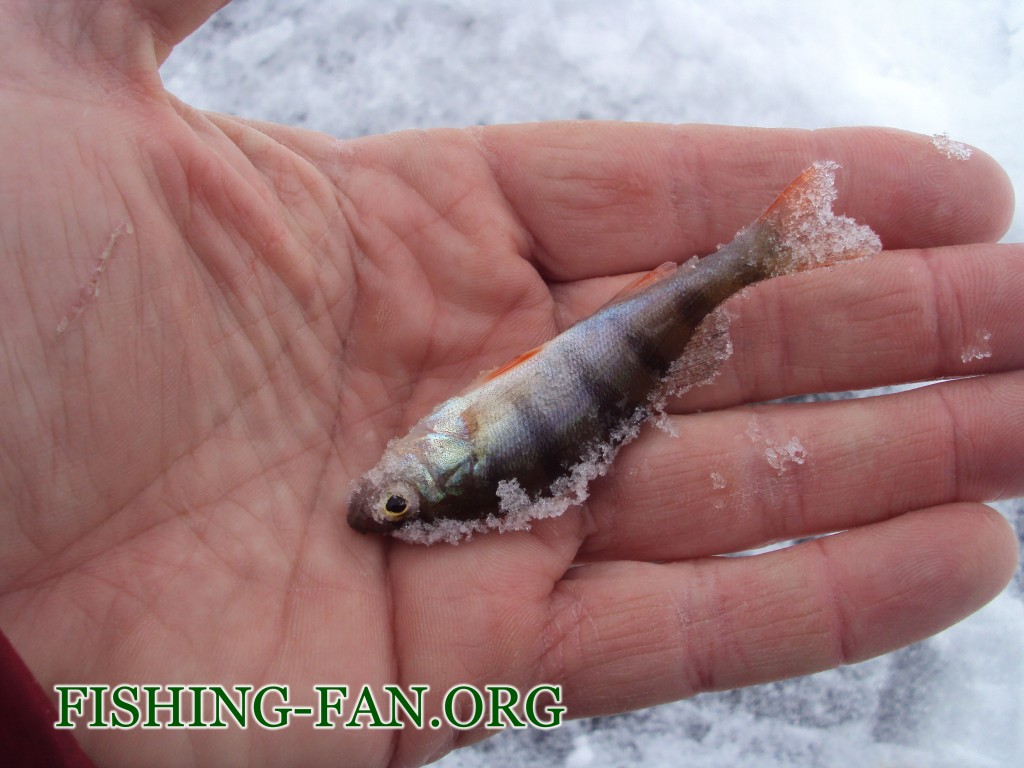 рыбалка на Борисовке Зимой