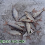 ловля красноперки на мормушку зимой в Донецкой области
