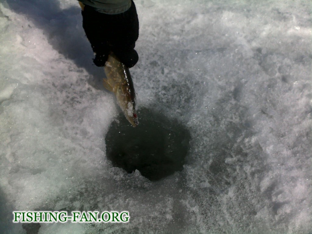 Ловля щуки весной со льда